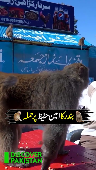 Monkey attacks Amin Hafeez