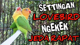 Membuat Lovebird Ngekek Jeda Rapat - Settingan Lovebird gacor