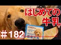 【182】初めてわんこ用牛乳を飲んでみました！【ゴールデンレトリバーアポロVlog】
