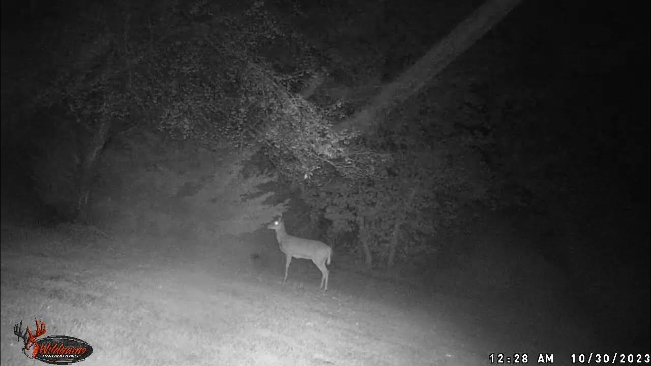 Backyard Wildlife CAM 16 Featuring Deer plus Bucks and a Raccoon deer