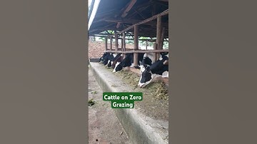How to feed cows on zero grazing?