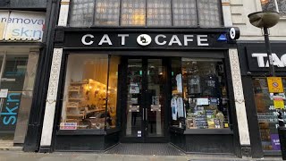 Visiting the Cat Cafe Liverpool  We had a purrrfect time!