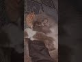 my naughty cat ll like and subscribe my channel