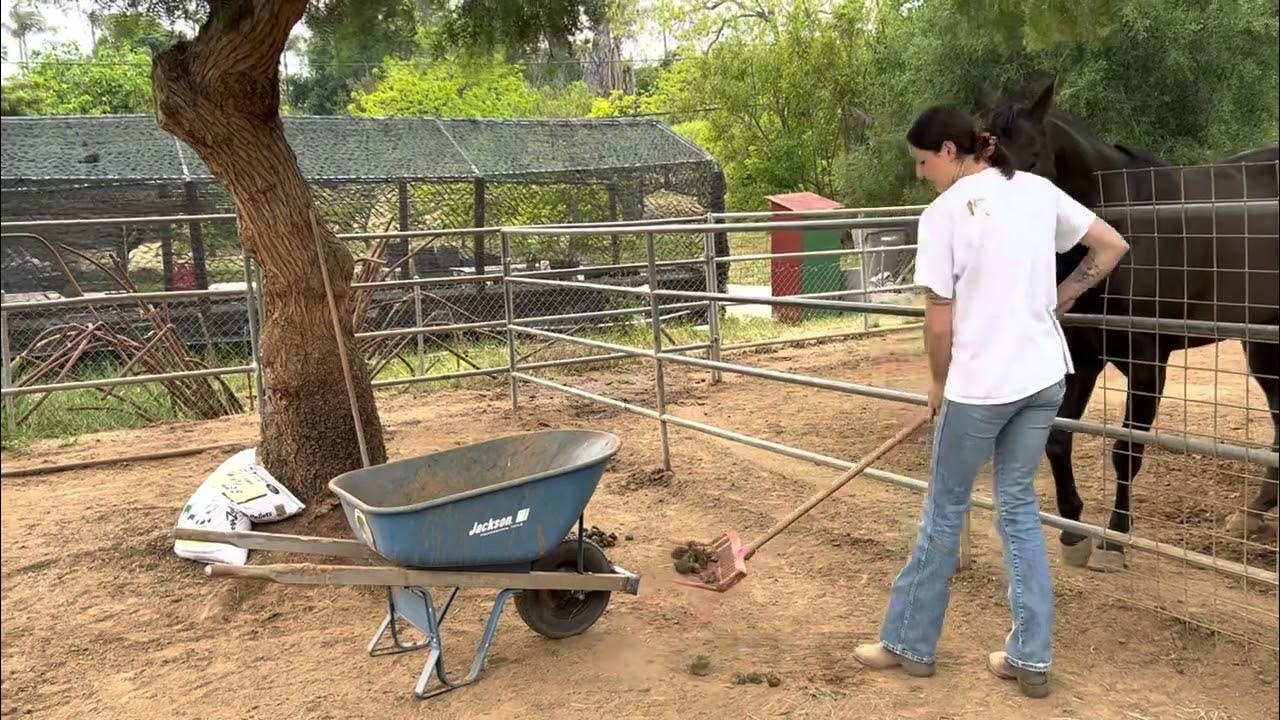 Stall Cleaning YouTube