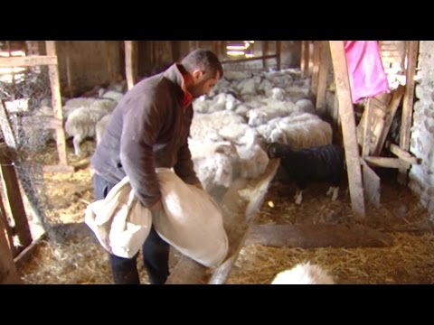 ქართული ცხვრის შემცირებული ექსპორტი