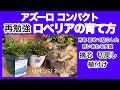 【ロベリアの育て方】【アズーロコンパクト】絶対もう枯らしたくない！挿し芽で完全バックアップ！