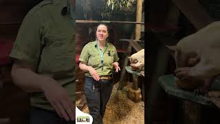 Tamandua Anteater Oneminute Wildlife Show