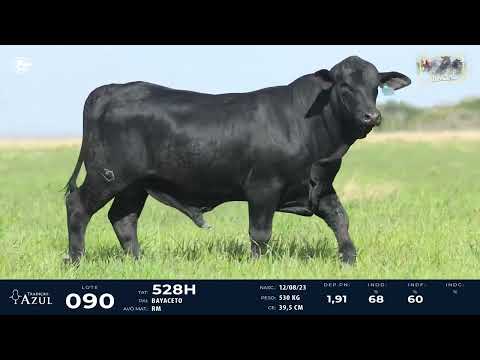 LOTE 90   TAT 528H M Brangus