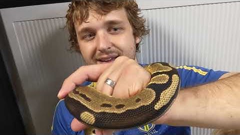 Should We Be Line Breeding Ball Pythons?