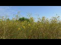 Звуки природы Летний луг Безмятежность Релакс Звуки природы Летний луг Безмятежность Релакс