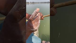 Easy fishing techniques || small fishes catching tips #shorts #fishing
