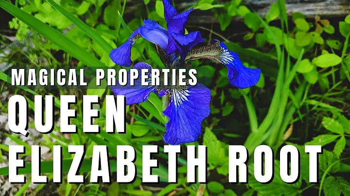 Queen Elizabeth Root Magical Properties