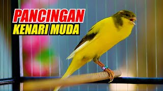 PANCINGAN KENARI MUDA CEPAT BELAJAR BUNYI, KENARI GACOR PANJANG JERNIH