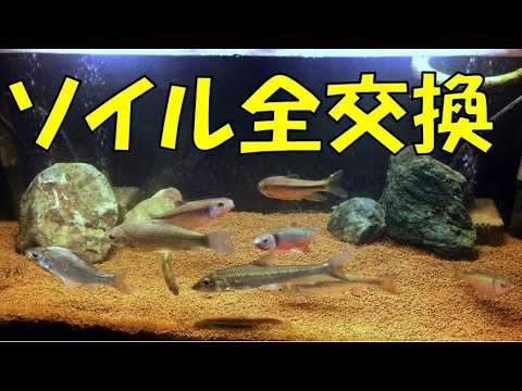 底面濾過 日淡90cmメイン水槽 ソイル全交換 ブルカミア Youtube