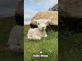 Tough little lamb 🐑🐑🐑 #cute #foryoupage #trending #fyp #viral #babylamb