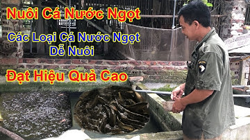 Các Loại Cá Nước Ngọt Dễ Nuôi Đạt Năng Suất Cao | Chăn Nuôi Việt