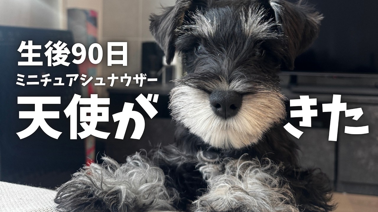 【天使】生後90日の子犬をお迎えしました