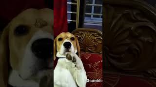 Shambhu tha Beagle dog puppy funny