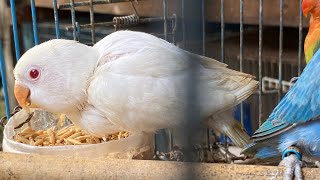 LOVEBIRD ALBINO MM TERJUAL MURAH LAGI HANYA 250rb