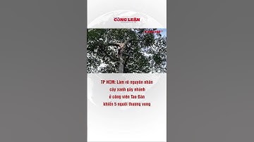 TP HCM: Làm rõ nguyên nhân cây xanh gãy nhánh ở công viên Tao Đàn khiến 5 người thương vong