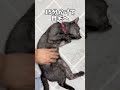 浮気直後に帰宅したら猫の反応がいつもと違ってたまらん#shorts #cat