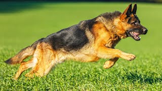 GERMAN SHEPHERD. Myths and misconceptions
