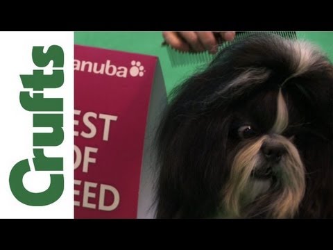 crufts shih tzu 2019