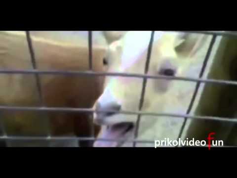 goat-sings-christmas-funny