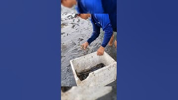 Crayfish | Cao Thủ Bắt Tôm Nhanh Như Chớp #shorts