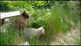 Burmese Kittens - 13 Weeks by janholm 3,969 views 14 years ago 2 minutes, 47 seconds
