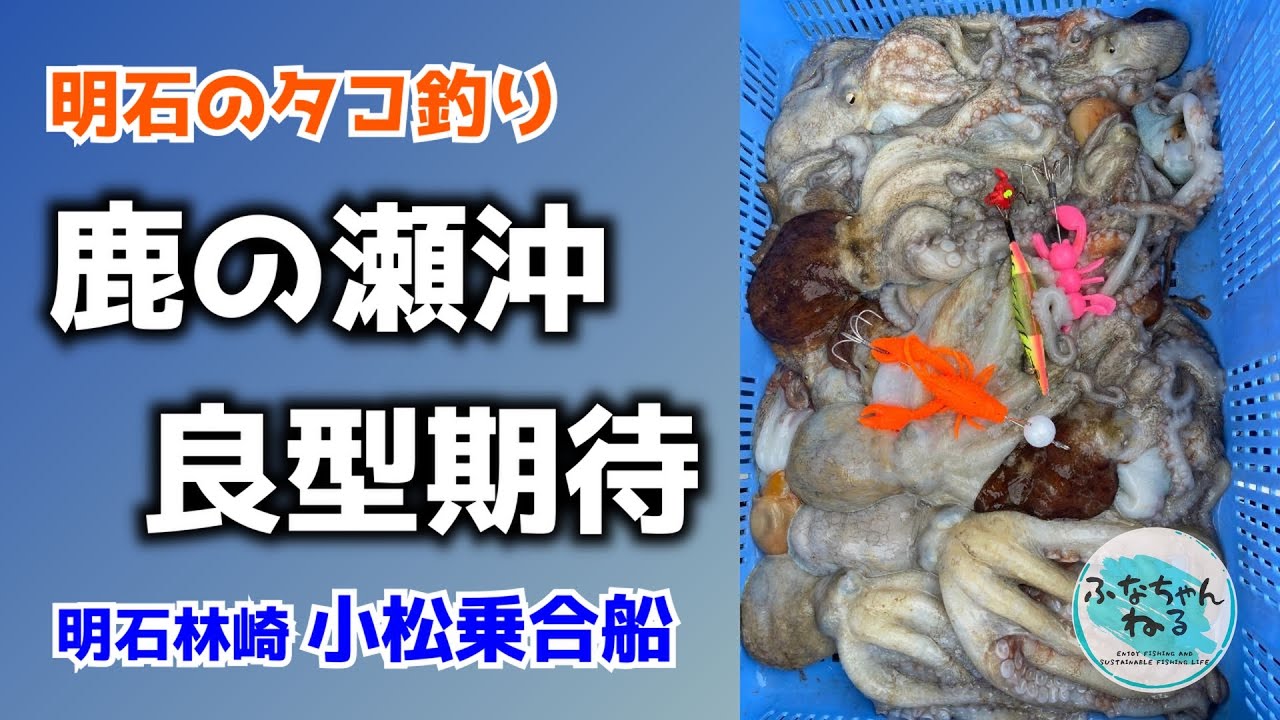 明石タコ釣り】鹿の瀬沖で良型タコが連発モード突入 - YouTube