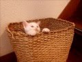 我が家に白い子猫がやってきた　ぴょ～ん　ぴょ～ん　いないいないばあっ！　peekaboo