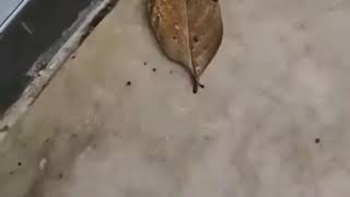 Dead Leaf To An Amazing Butterfly