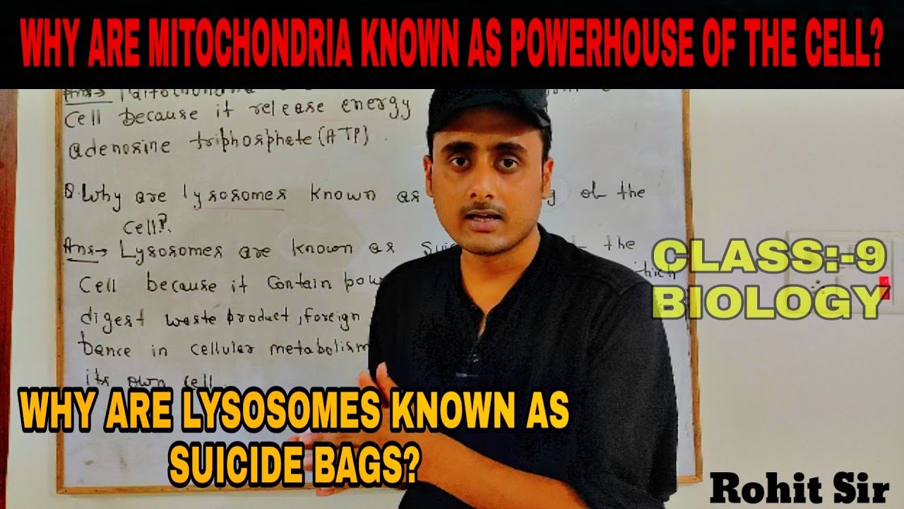why are mitochondria called the powerhouse of the cell answers