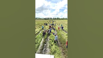 bắt chuột theo máy cắt lúa