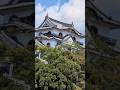 彦根城・国宝の平山城 #shorts #彦根城 #国宝 #平山城 #城 #滋賀県 #彦根市 #井伊家 #彦彦根城博物館