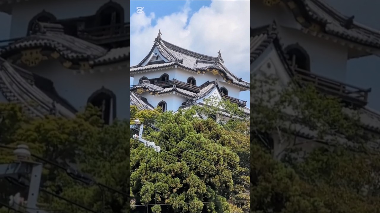 彦根城・国宝の平山城 #shorts #彦根城 #国宝 #平山城 #城 #滋賀県 #彦根市 #井伊家 #彦彦根城博物館
