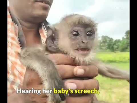Baby Langur Running