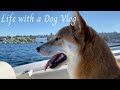 Taking my Dog on a Boat | Super Shiba