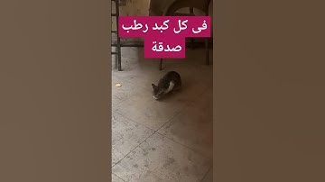 القارئ عاصم سليم فى قمةالتألق والإبداع فى ترتيل الآية ٦ سورة هود