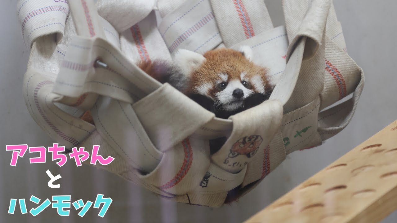 Детеныш красной панды в гамаке ❤️ Есть сцена кормления грудью.
