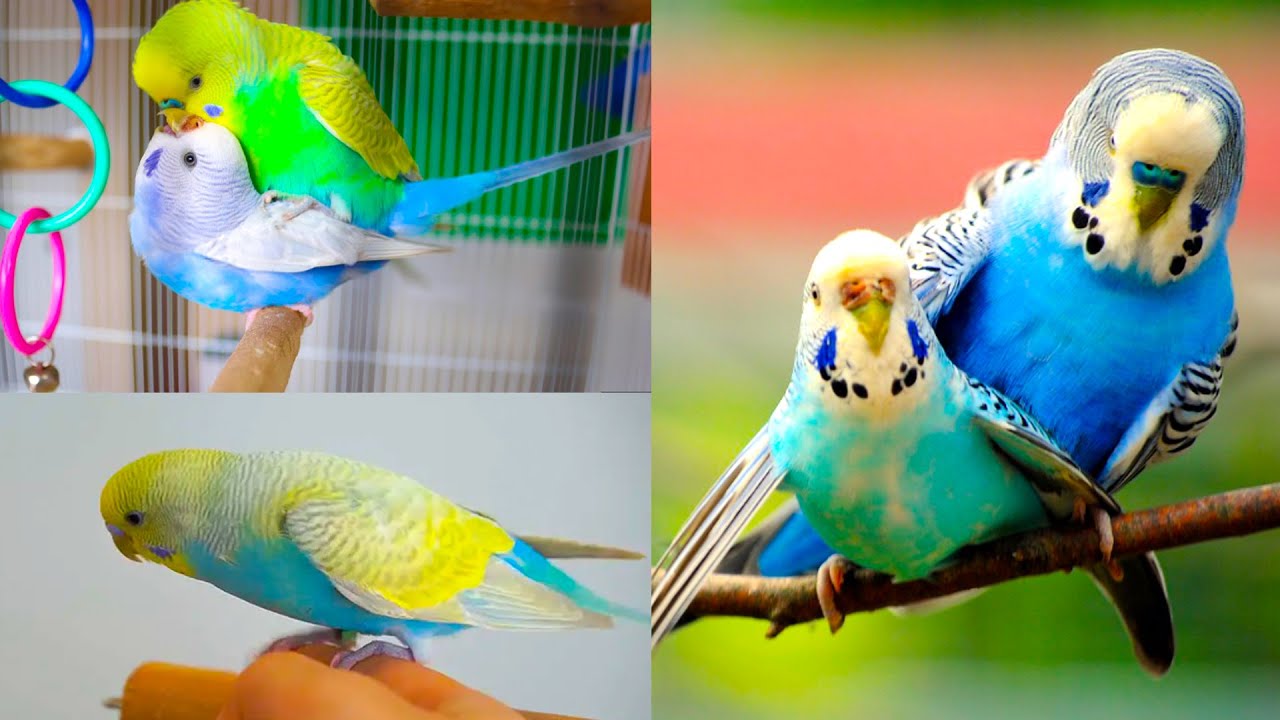 budgies bird, Gossips Fighting & Playing On Mood Animal and bird