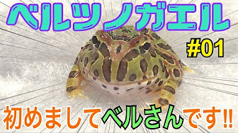 Nan Nan Back Undefined Skip Navigation Search Search Sign In Undefined Home Home Explore Explore Subscriptions Subscriptions Library Library History History Play All ベルツノガエル飼育動画 Argentine Horned Frog 96 Videos 4 737 Views Updated