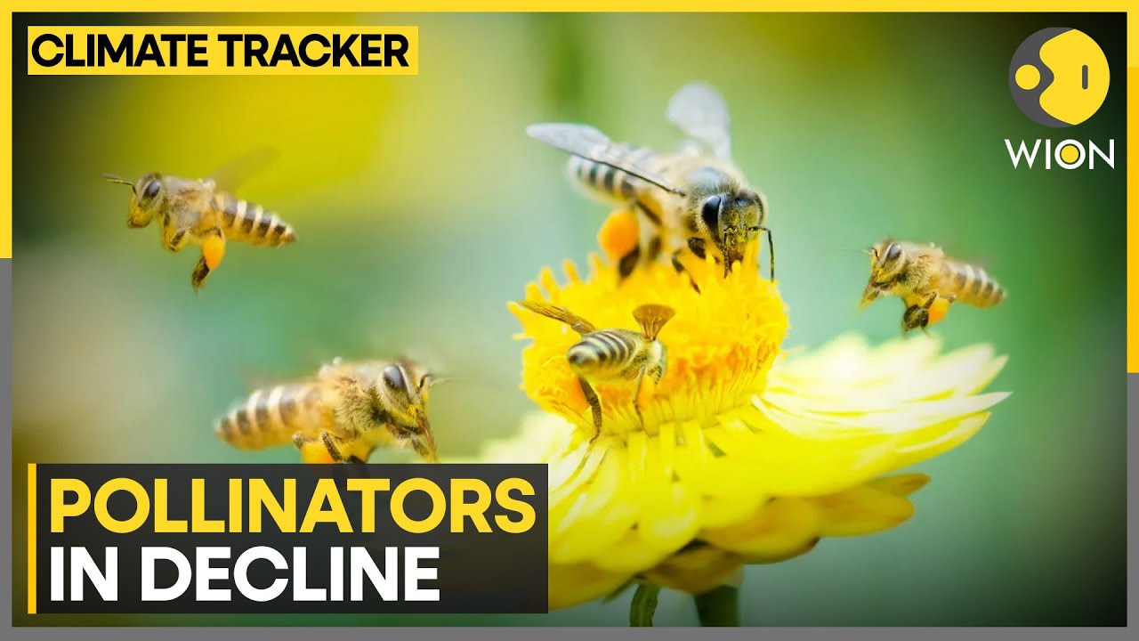 Climate change is threat to pollinators | WION Climate Tracker - YouTube