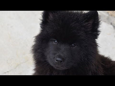 Gezin Adopteert Nieuwe Hond; Als De Dierenarts Hem Ziet Belt Hij Gelijk De Politie..