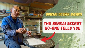 How to Structure Bonsai Branches Like the Experts Do