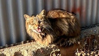 駐車場にいた野良猫が何か言ってきたのでナデナデしたらゴロゴロと懐いてカワイイ