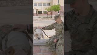 Army Dogs: Day In The Life of An Army Mascot | GOARMY #shorts @goarmy