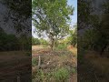 20 Guntha agriculture land for sale in #karjat. call 9284842407