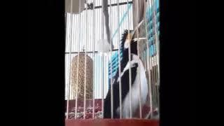 jalak suren isian jangkrik full